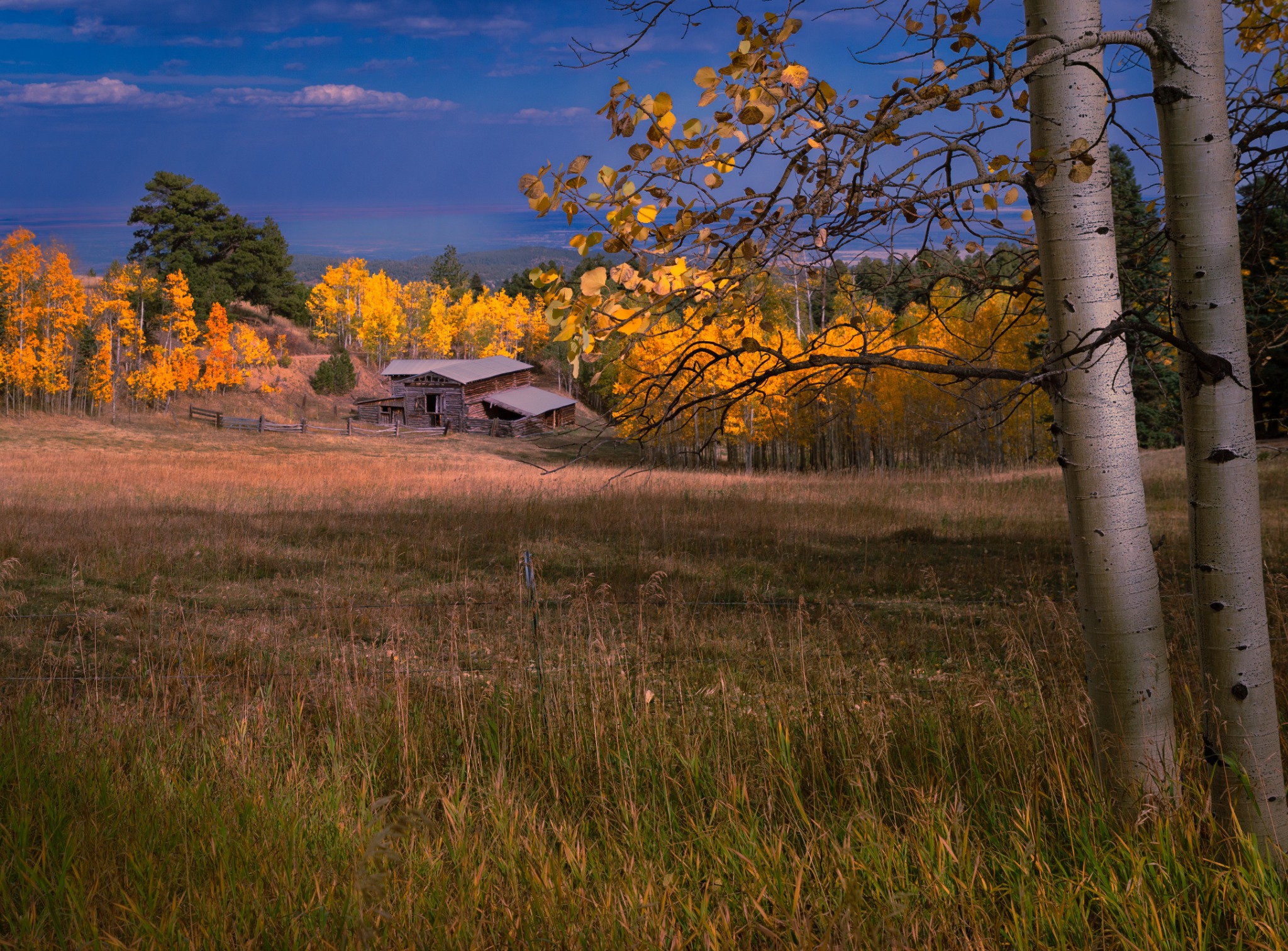 Old wooden barn among fall aspens