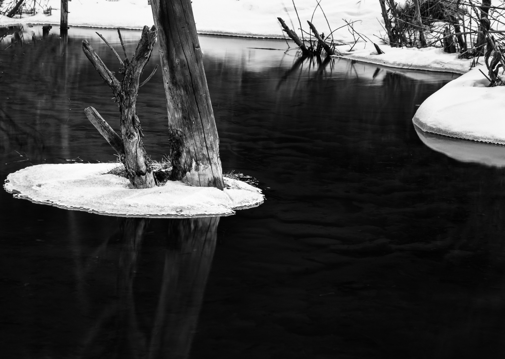 Tree in Pond
