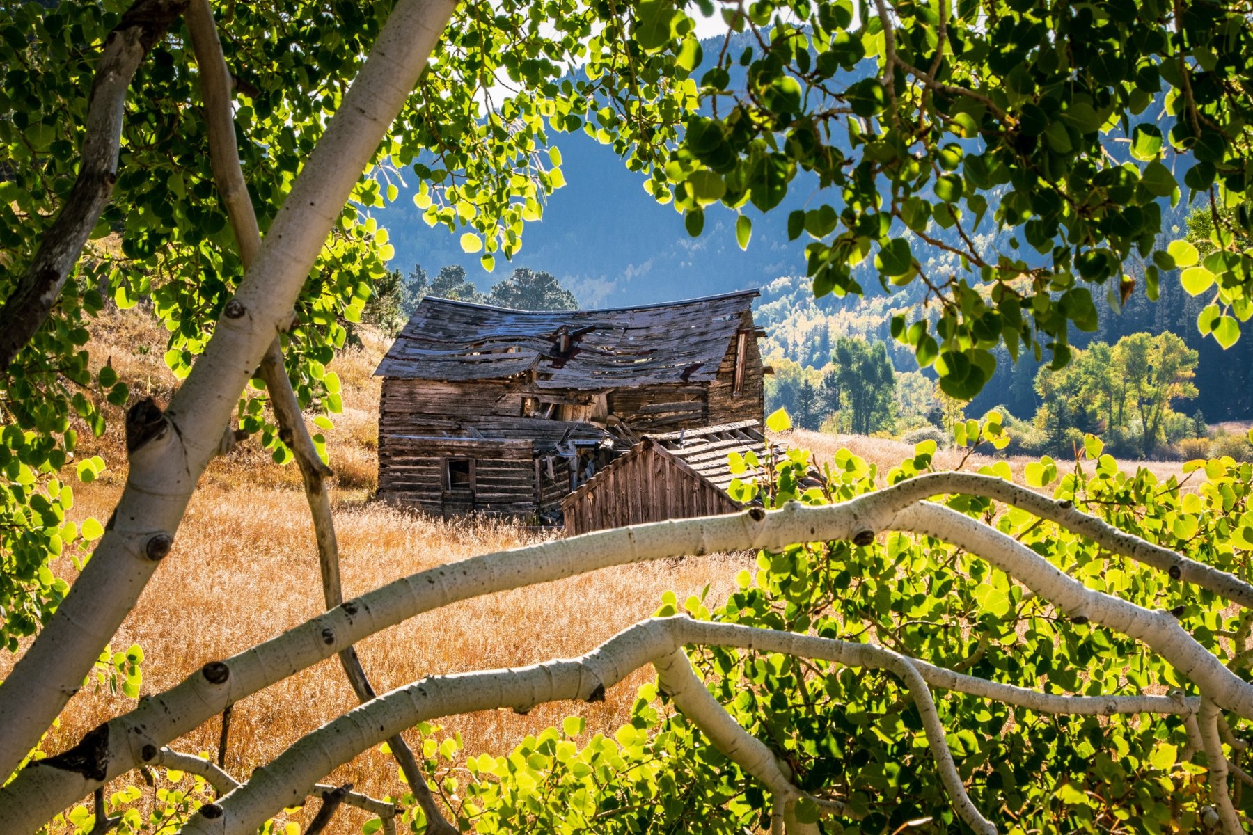 Cabin Through Aspens