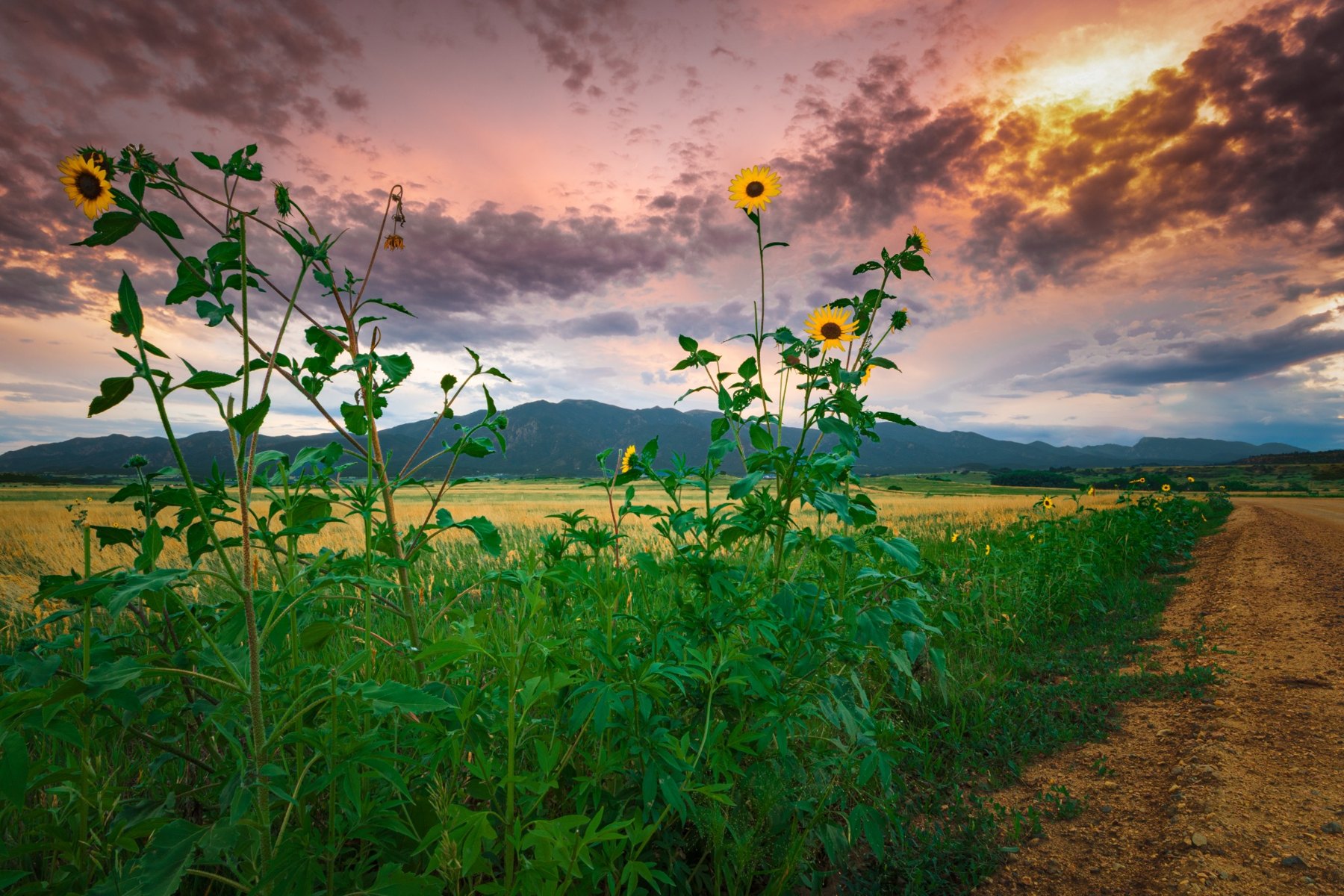 Sunflowers on Greenhorn Rd