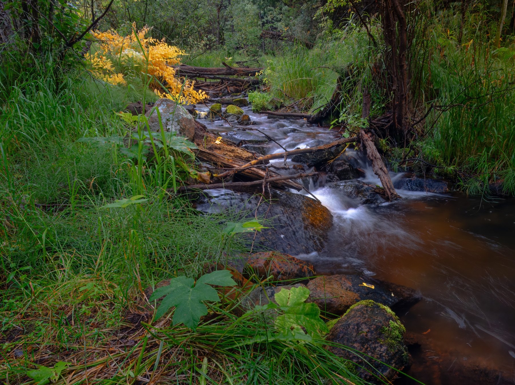Fall Stream San Isabel
