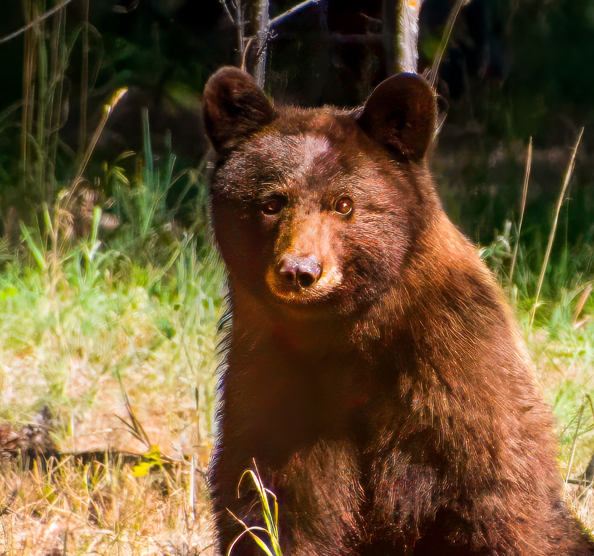 Bear