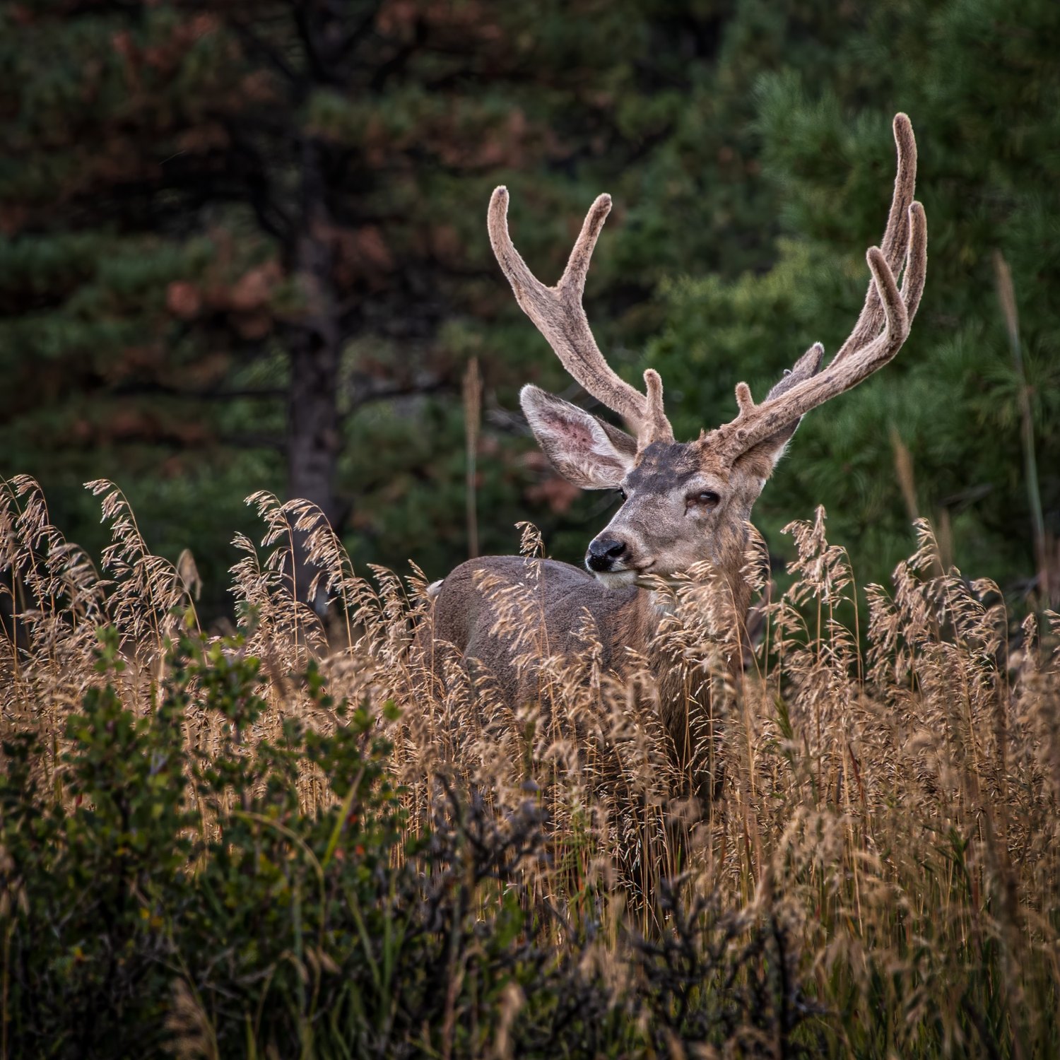 Big Buck
