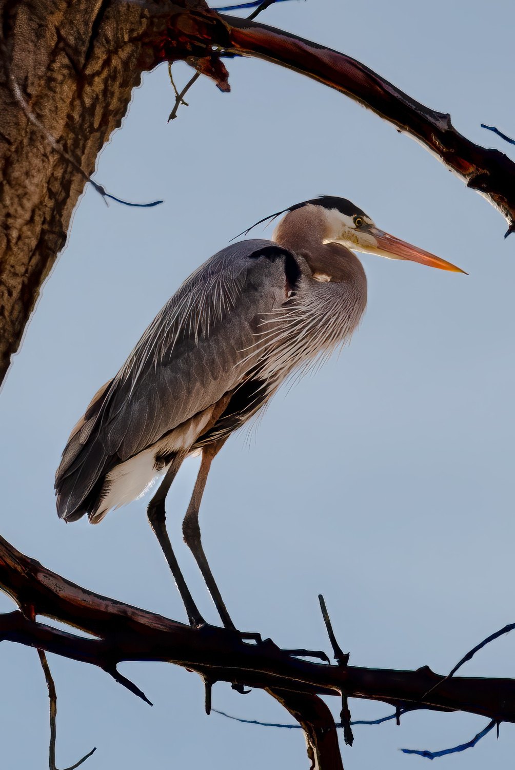 Blue Heron in Tree