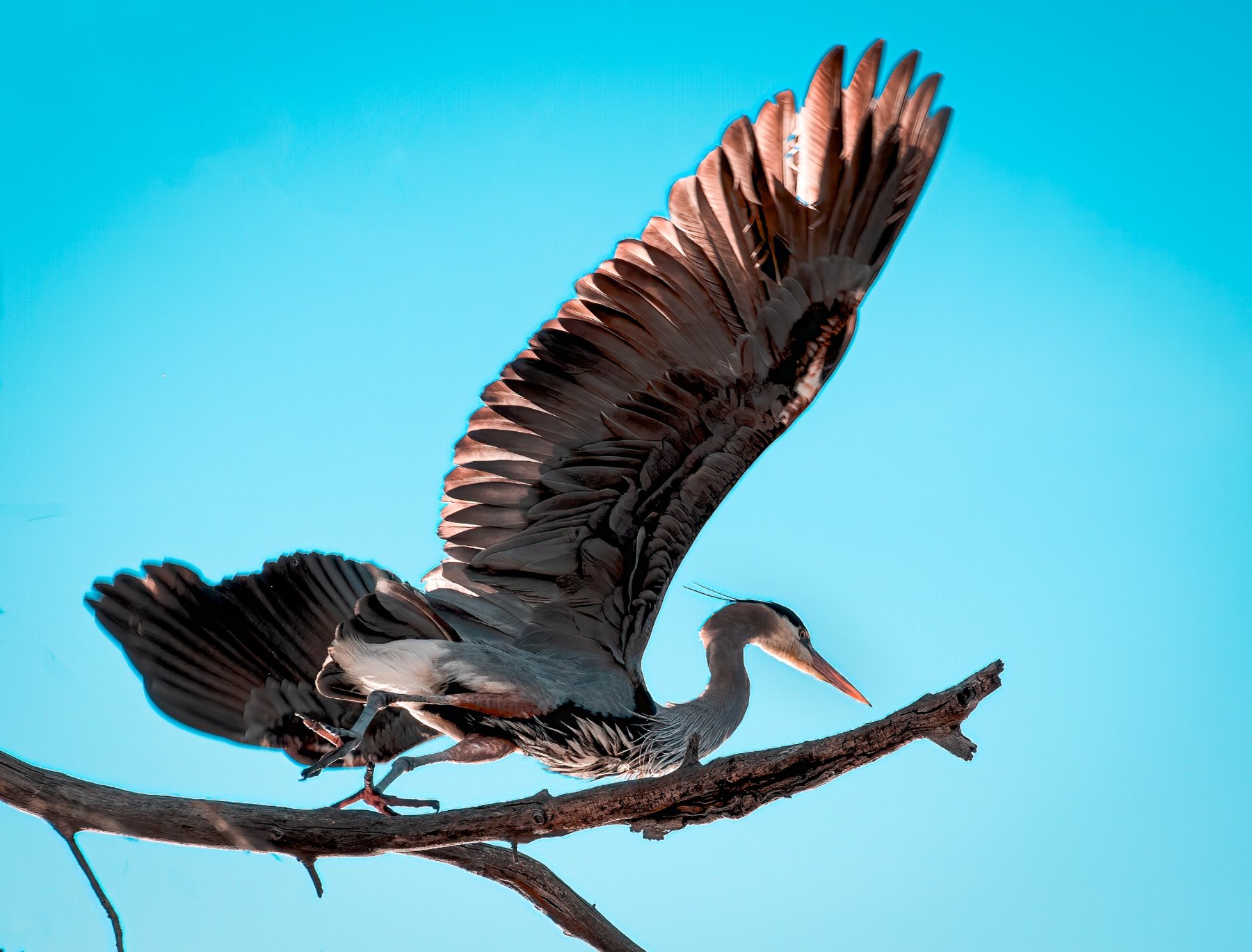 Blue Heron