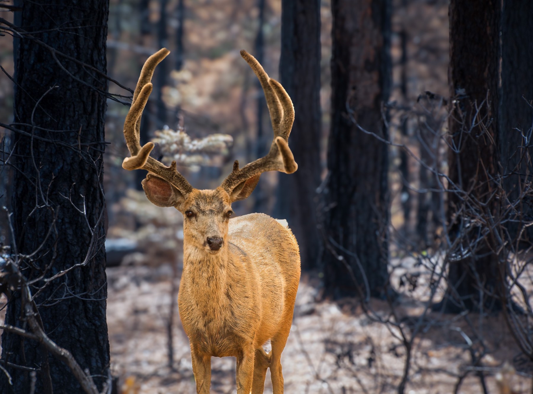 Buck in the Woods