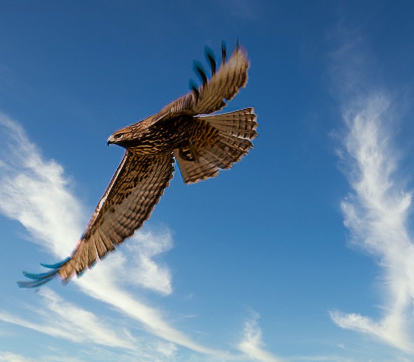 Golden Eagle