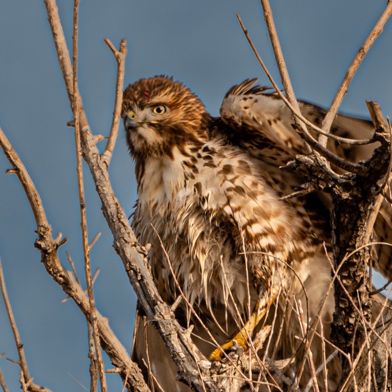 Red-tailed Hawk Perched