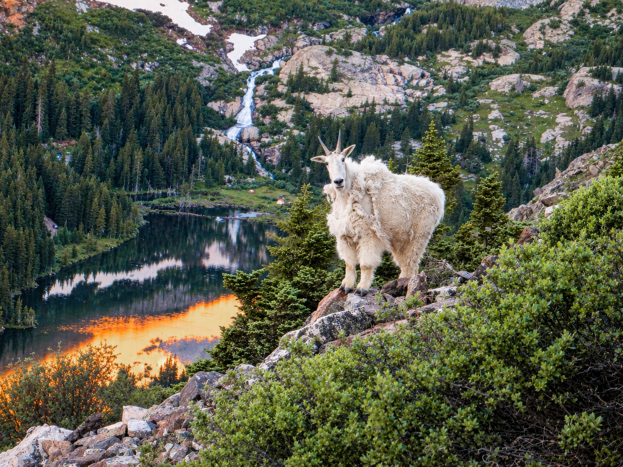 Mountain goat above an alpine lake